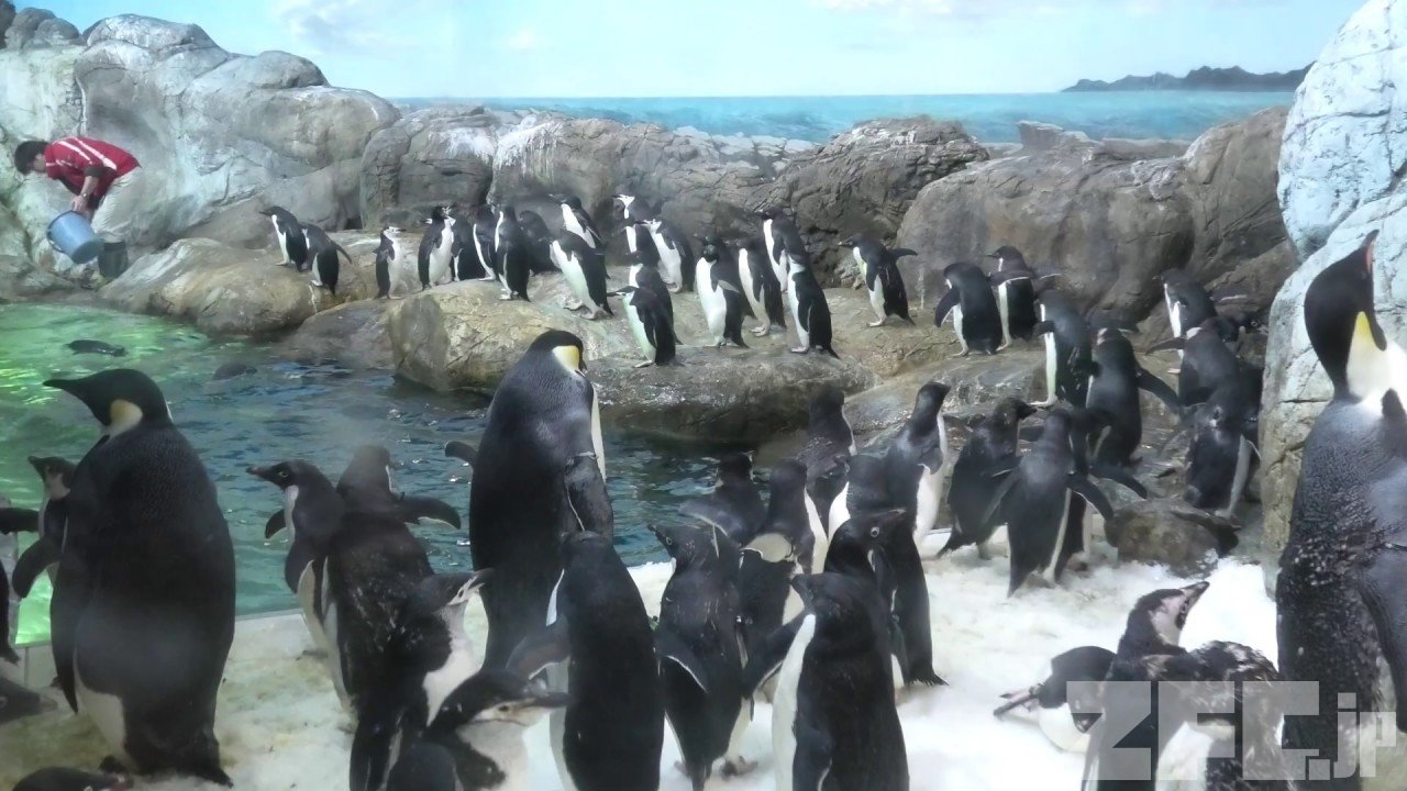 🏞️ 와카야마성 공원 동물원(와카야마조코엔도부츠엔) 이미지 6